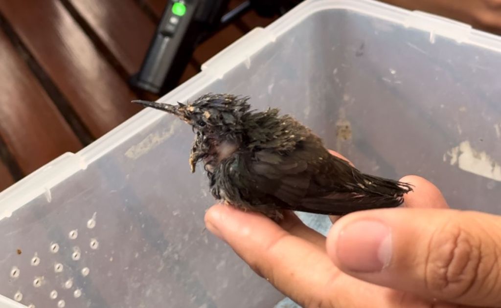 Activistas piden cuidar a fauna silvestre de Xalapa en época de&nbsp;reproducción