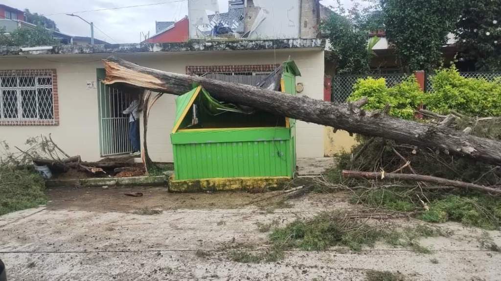 Viento causado por vaguada derriba cuatro árboles en&nbsp;Xalapa