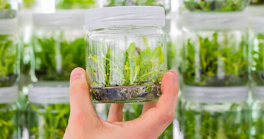 Festival Internacional de la Orquídea acercará a todos la posibilidad de aprender a reproducir orquídeas desde&nbsp;casa